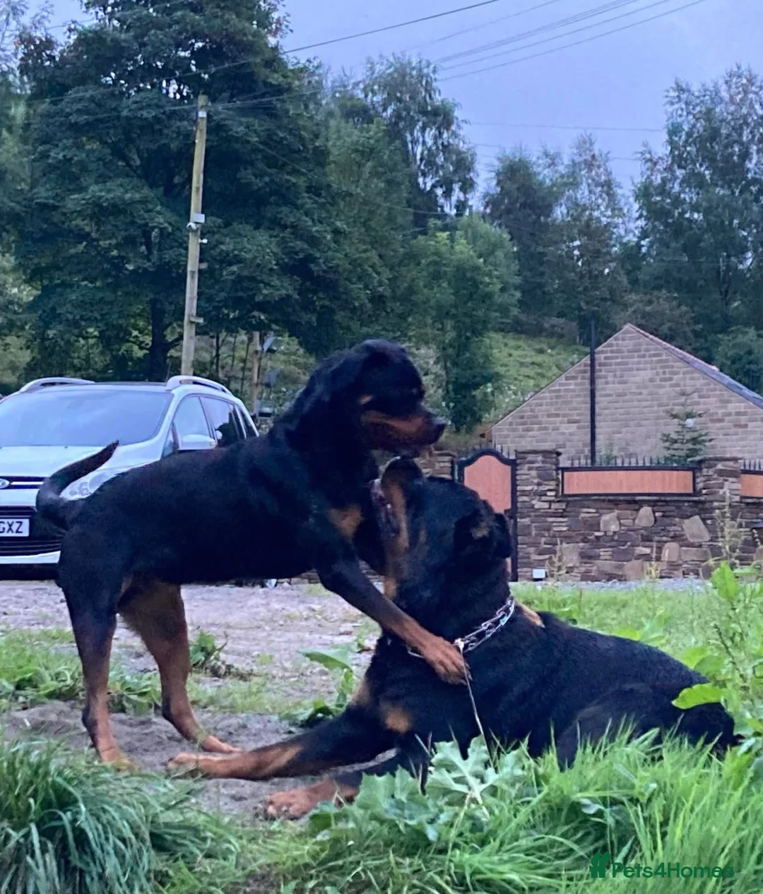 Rottweiler dogs for sale: Female ready to leave 23rd February  - Advert 8