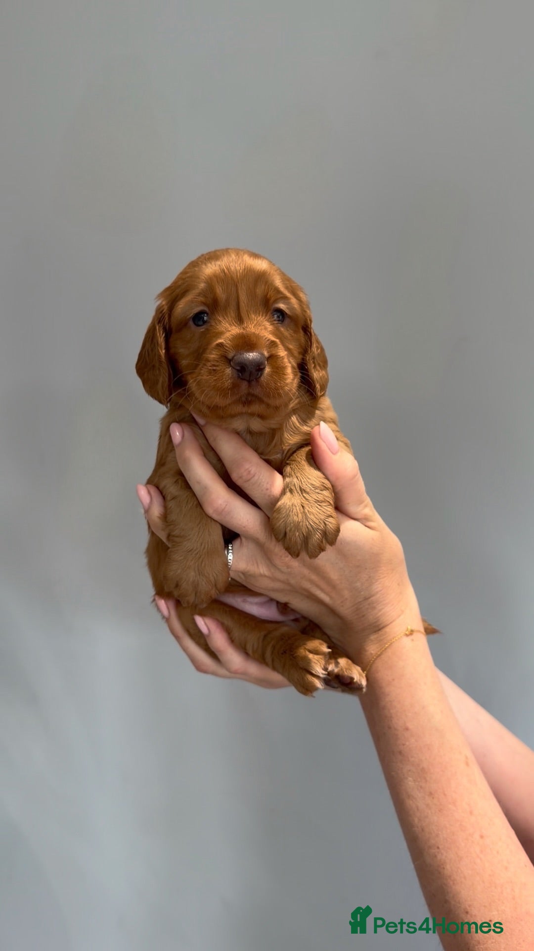 Cocker Spaniel dogs Outstanding KC Working Cockers Champion Bloodlines - Advert 1