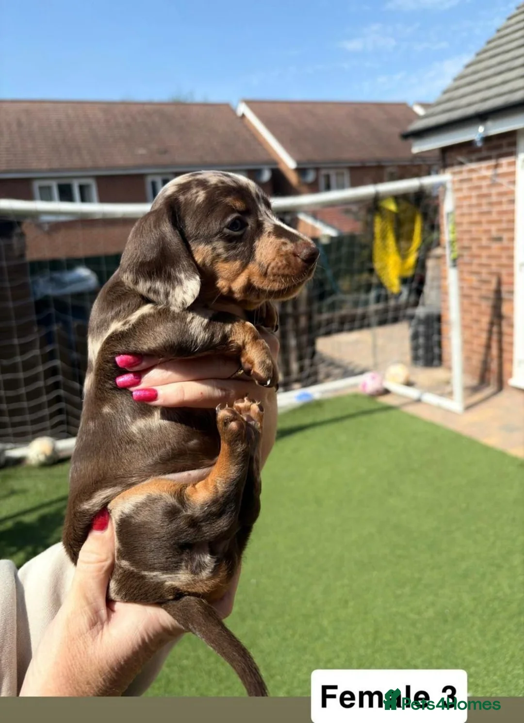 Miniature Dachshund dogs for sale: BEAUTIFUL MINIATURE DACHSHUND PUPPIES FOR SALE  in Sunderland - Advert 7