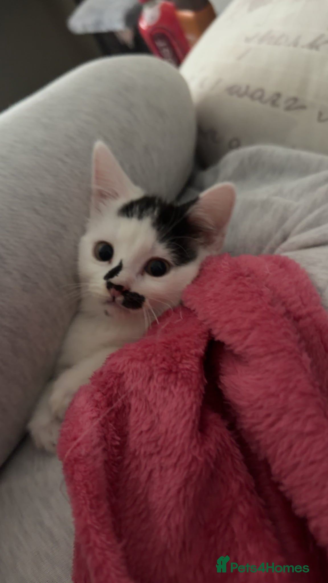 Mixed Breed cats for sale: Beautiful white kitten - Advert 5