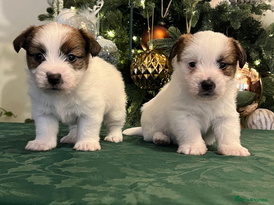 Jack Russell dogs for sale: KC registered  rough coated Jack Russell pups - Advert 12