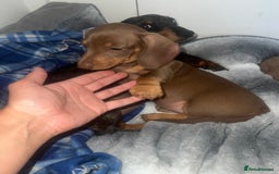 Miniature Dachshund dogs for sale: Last boy(Miniature Dachshunds)  - Image 13
