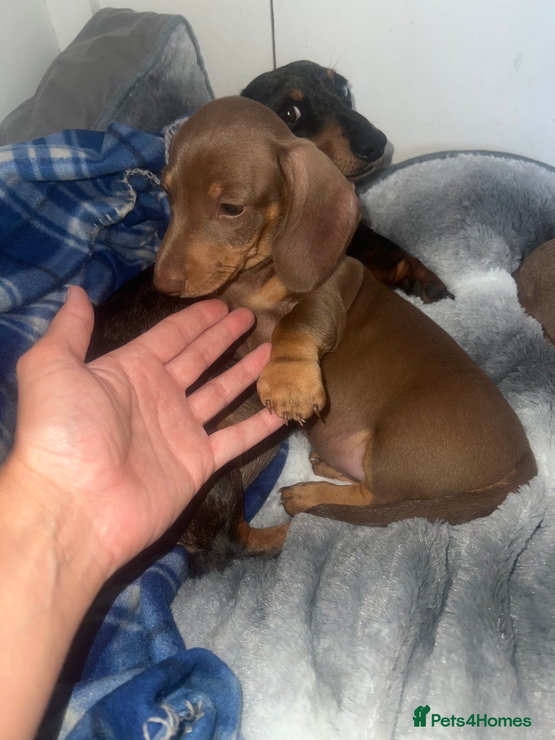 Miniature Dachshund dogs for sale: Last boy(Miniature Dachshunds)  - Image 13