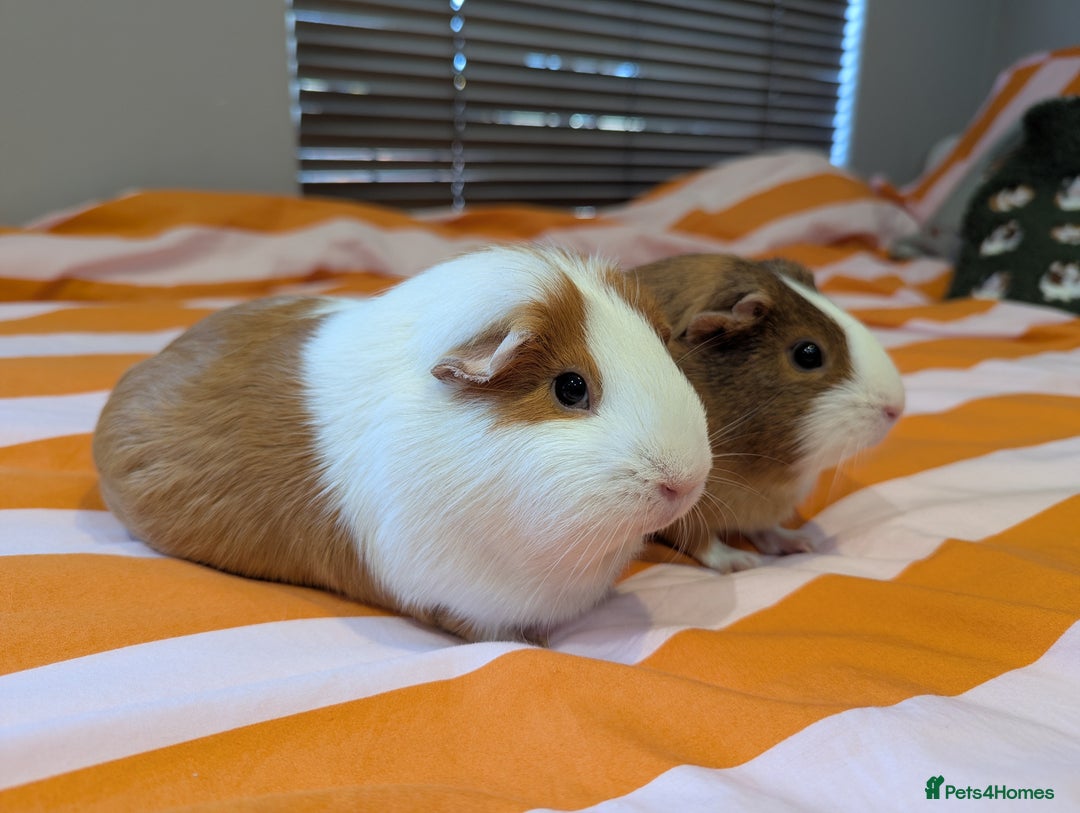Guinea Pig rodents for sale: 2 female guinea pigs with cage and accessories - Advert 5