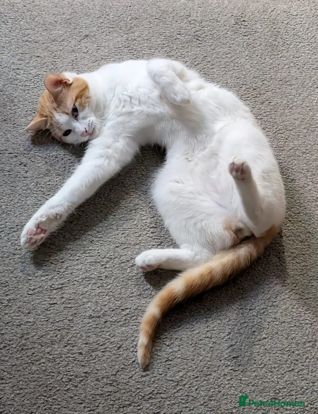 Mixed Breed cats for sale: Lando (ginger and white adult male) - Advert 2