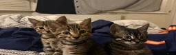 Bengal cats for sale: Bengal kittens  - Advert 2