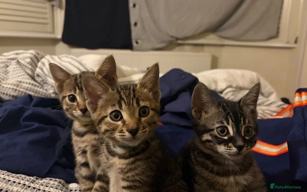 Bengal cats for sale: Bengal kittens  - Advert 2