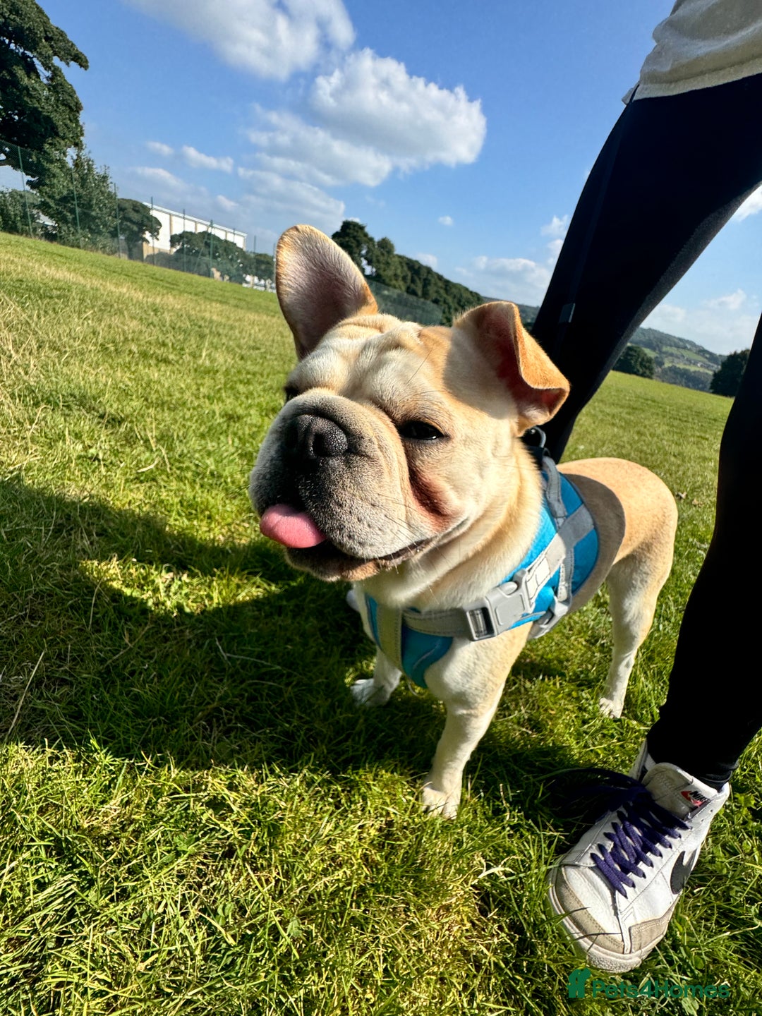 French Bulldog dogs for sale: Rojo & tan Female & Male - Image 5
