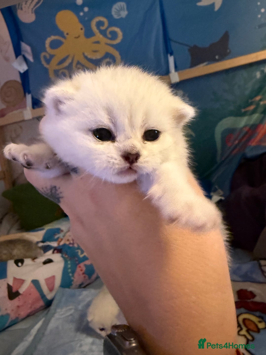 British Shorthair cats for sale: Champion British shorthair kitten  - Advert 16