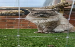 Ragdoll cats for stud: BEAUTIFUL BLUE POINT LARGE STUD RAGDOLL in Preston - Image 1