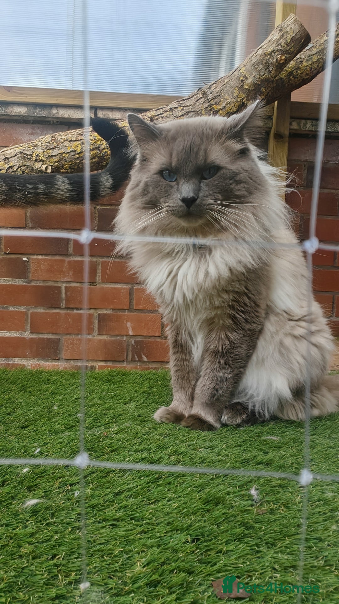 Ragdoll cats for stud: BEAUTIFUL BLUE POINT LARGE STUD RAGDOLL in Preston - Image 1