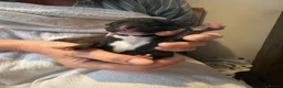 Mixed Breed dogs for sale: Lurcher puppies saluki x German shepherd  - Advert 6