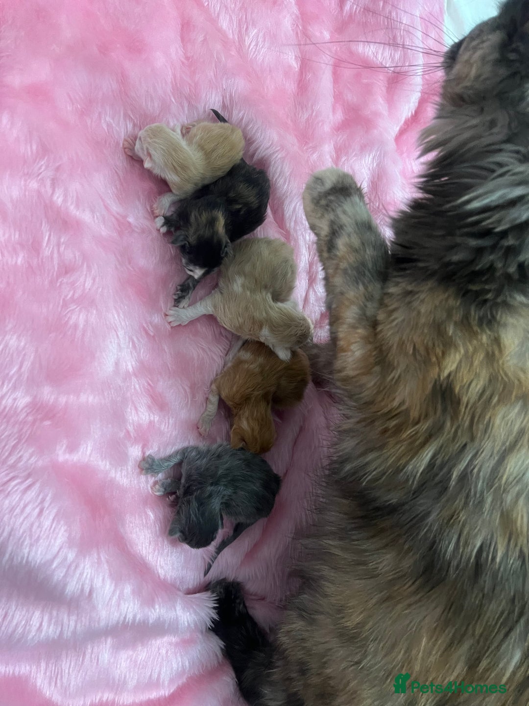 Maine Coon cats for sale: Beautiful Pure Main Coon Kittens - Advert 5