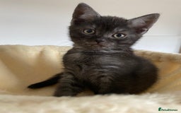 British Shorthair cats for sale: Uniquely- coloured Black & Grey Kitten - Image 2