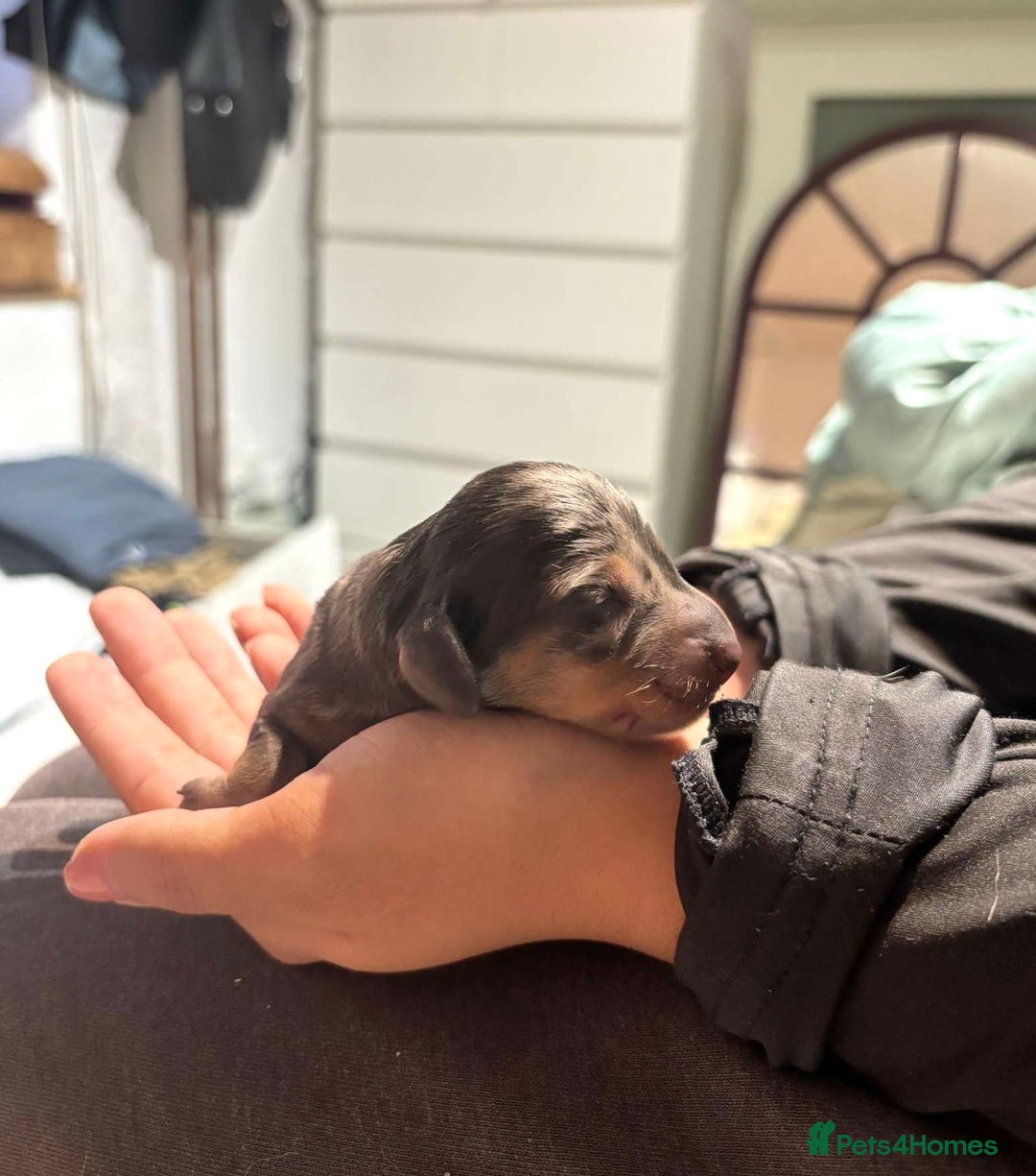 Dachshund dogs for sale: Beautiful Dachshund Puppies - Image 5