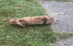 Angora rabbits for sale: 2 male rabbits  - Image 6