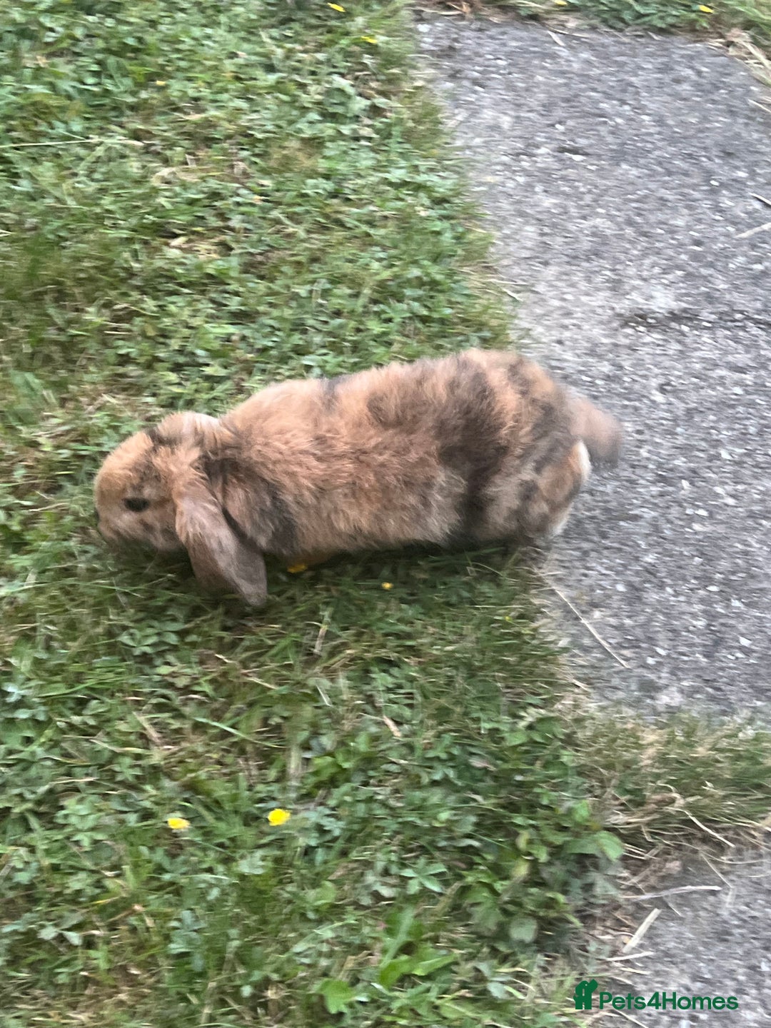 Angora rabbits for sale: 2 male rabbits  - Image 6