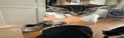 Mixed Breed cats for sale: Kittens  - Advert 4