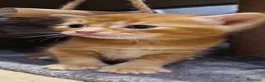 Ginger (Ginger MALE)