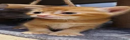 Mixed Breed cats for sale: Ragdoll Cross tabby & ginger Kittens  - Advert 36