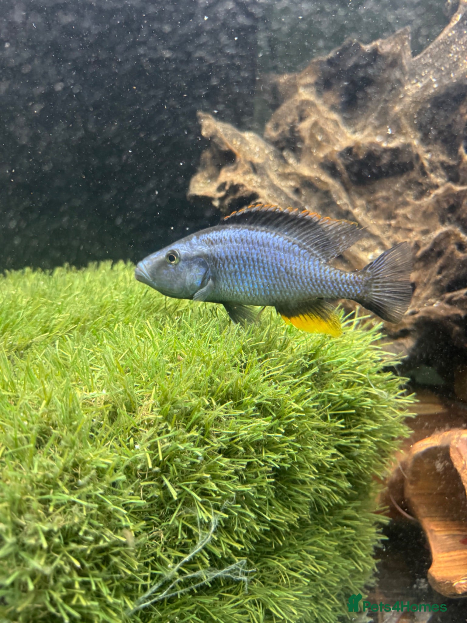 Cichlids fish Blue Male biter  - Advert 3