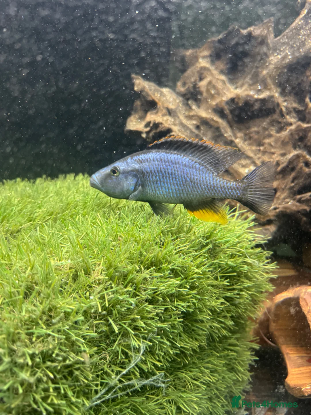 Cichlids fish for sale: Blue Male biter  in Knebworth - Advert 1