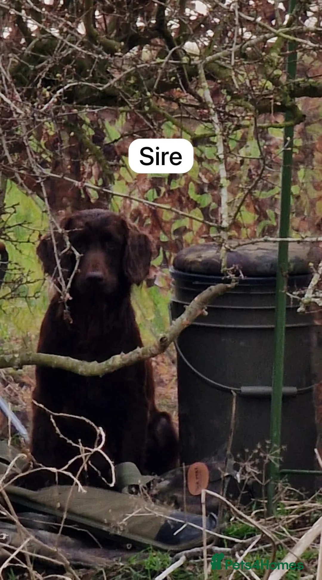Sprocker dogs for sale: 5* F1 Sprocker puppies - Advert 10