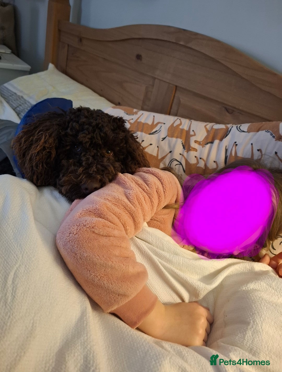 Miniature Poodle dogs for stud: KC chocolate phantom miniature poodle stud  in Denbigh - Image 6