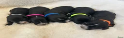 Cockapoo dogs for sale: High gloss black tuxedo puppies - Advert 1