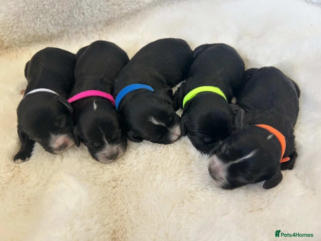Cockapoo dogs for sale: High gloss black tuxedo puppies - Advert 1