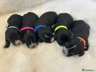 Cockapoo dogs High gloss black tuxedo puppies - Advert 3