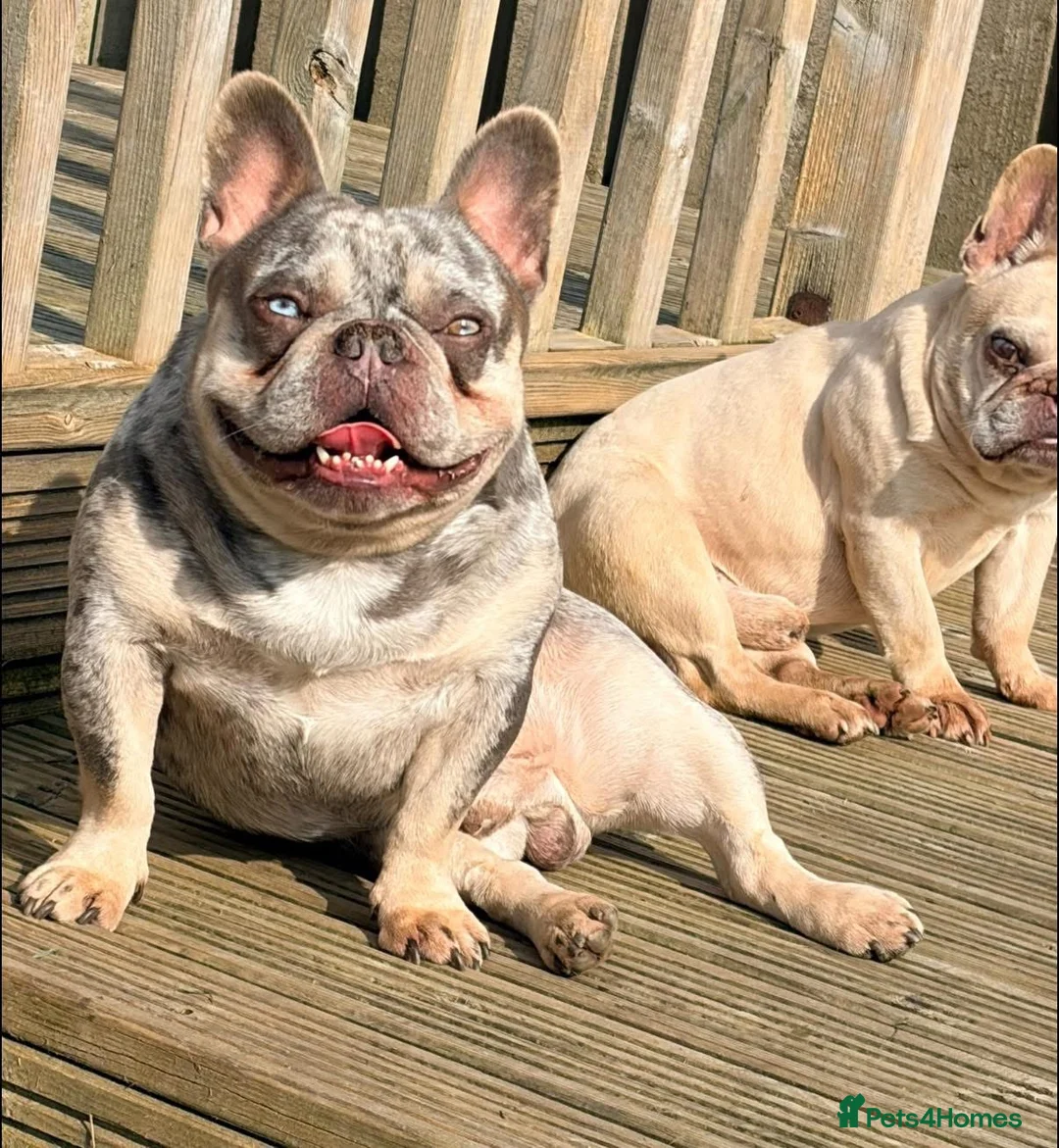 French Bulldog dogs for sale: Adult french bulldogs - Advert 4