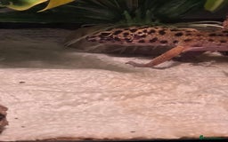 Leopard Gecko reptiles for sale: Female leopard gecko juvenile  - Advert 4