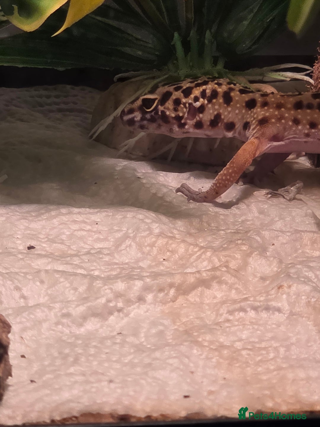 Leopard Gecko reptiles for sale: Female leopard gecko juvenile  - Advert 4