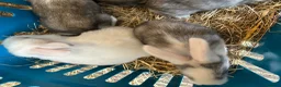 Continental Giant rabbits for sale: Worlds Biggest Bunnies  - Advert 4