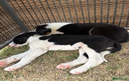 Border Collie dogs for sale: One Wonderful Boy Available - Image 8