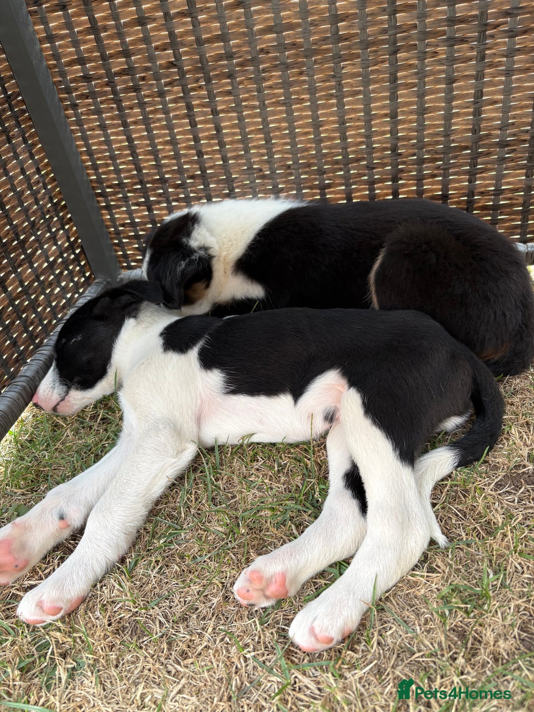 Border Collie dogs for sale: One Wonderful Boy Available - Image 8