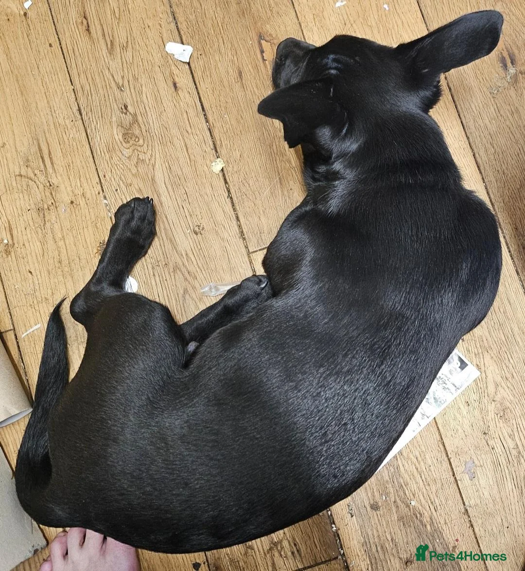 Mixed Breed dogs for sale: Doggy Needs A New Home - Advert 12