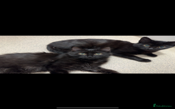 British Shorthair cats for sale: 2 beautiful female british shorthair  - Image 1