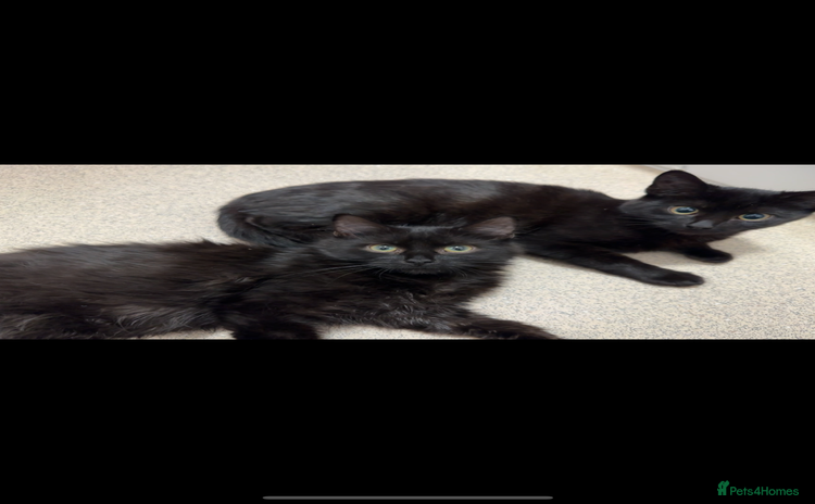 British Shorthair cats - Advert 4
