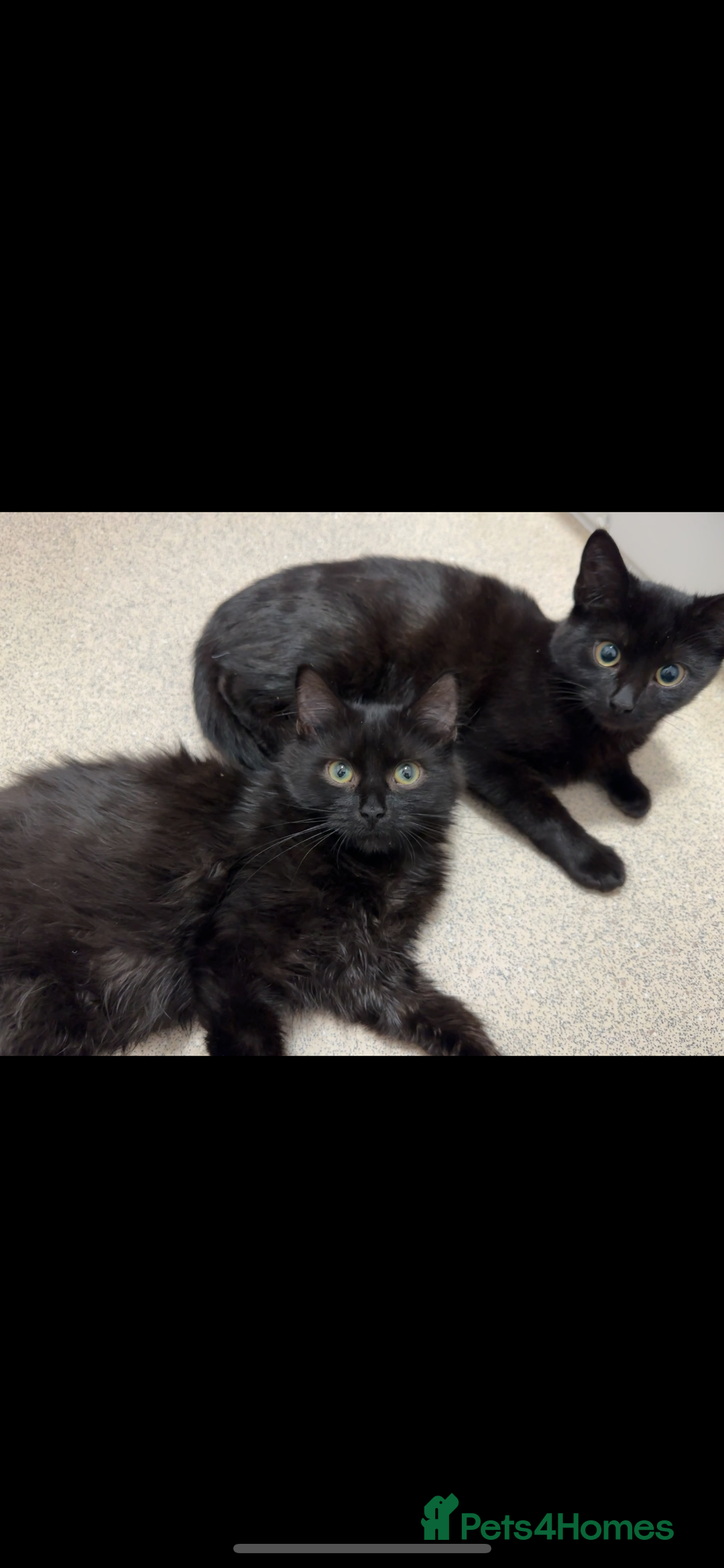 British Shorthair cats for sale: 2 beautiful female british shorthair  - Image 1