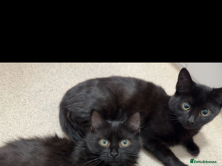 British Shorthair cats - Advert 9