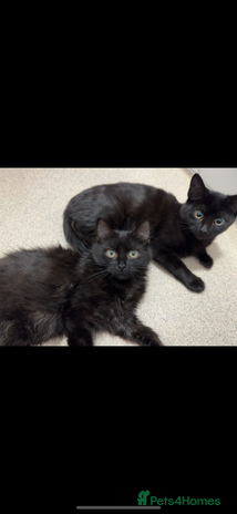 British Shorthair cats - Advert 16