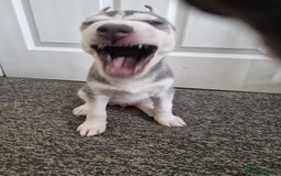 Siberian Husky dogs for sale: 4 lovely husky puppies for sale  - Image 13