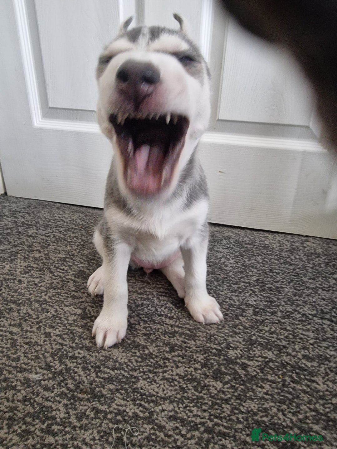 Siberian Husky dogs for sale: 4 lovely husky puppies for sale  - Image 13