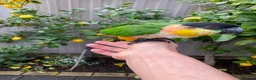 Parrots birds for sale: -Headed Caique – Loving Home Wanted in Portsmouth - Advert 2