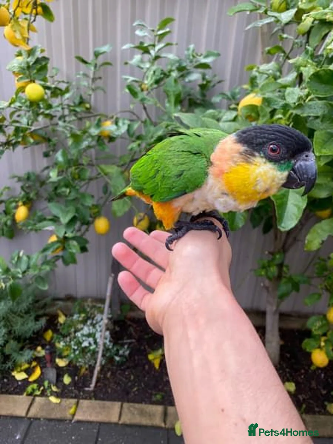 Parrots birds for sale: -Headed Caique – Loving Home Wanted in Portsmouth - Advert 2
