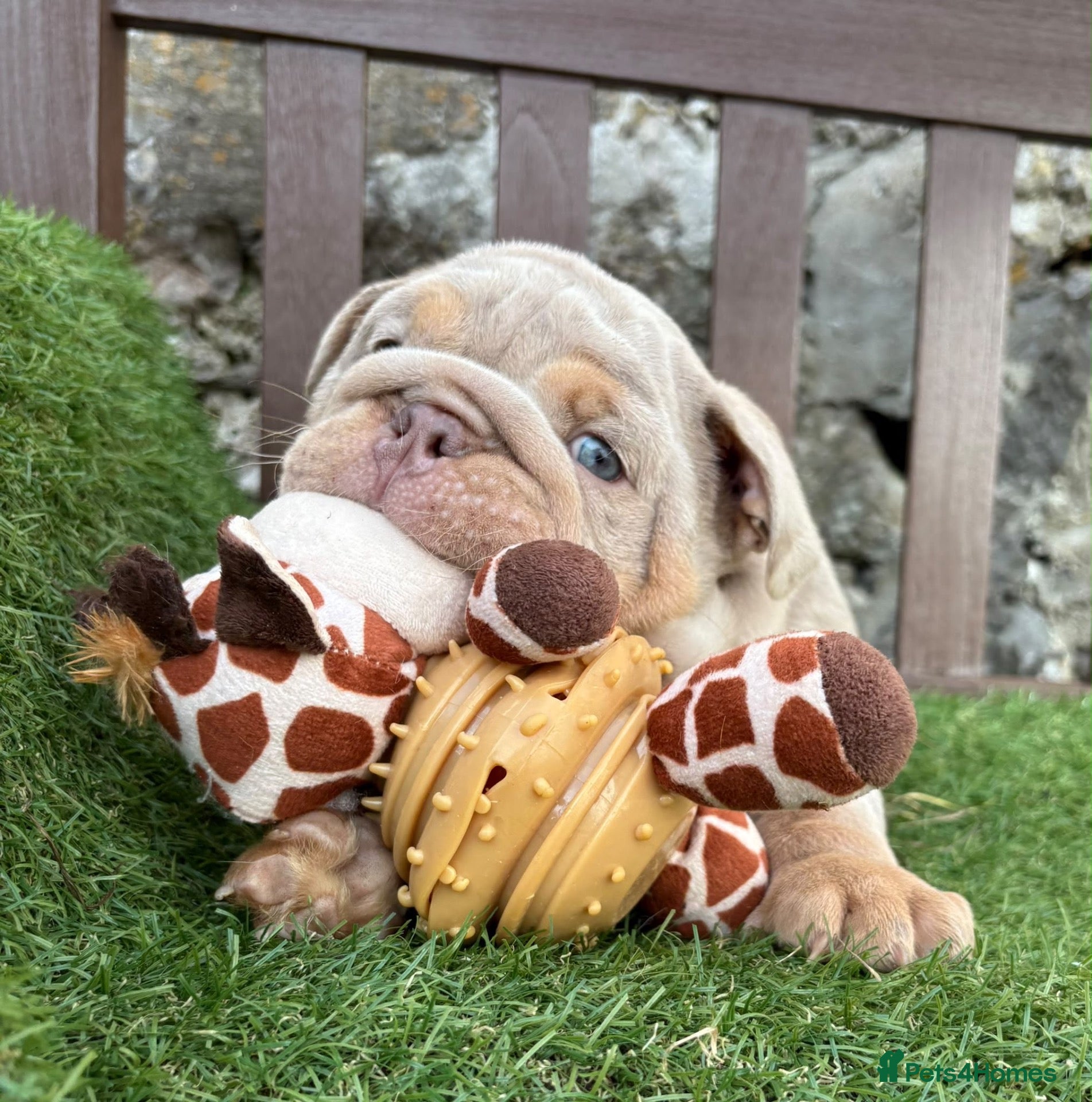 English Bulldog dogs Ready today! 3 boys left English bulldog puppies  - Advert 3