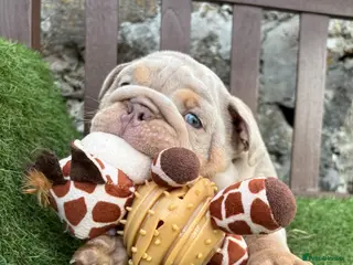 English Bulldog dogs Ready today! 3 boys left English bulldog puppies - Advert 3