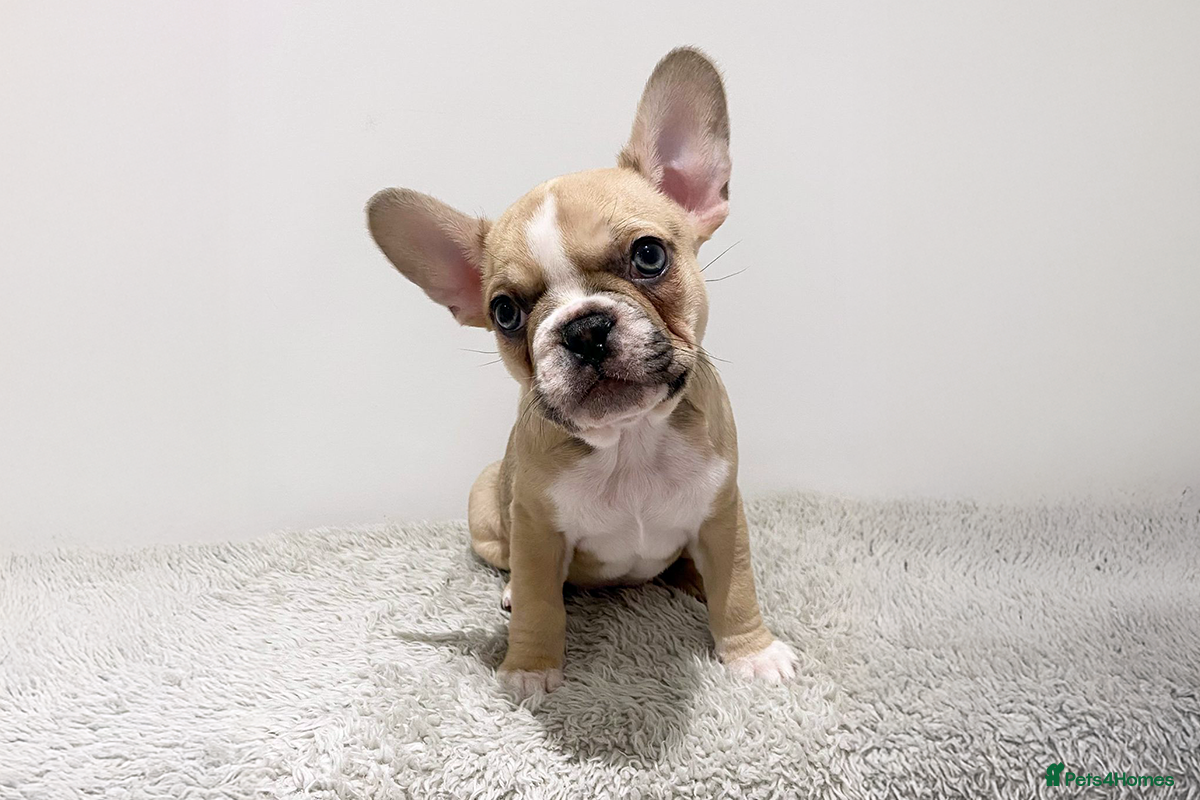 French Bulldog dogs 8 Week Old KC Registered French Bulldog Puppies - Advert 16